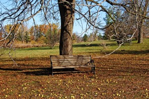 Beneath The Walnut Tree